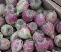 【火龍果是仙人掌的果實(shí)嗎】火龍果是什么的果實(shí)_火龍果的美味吃法