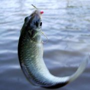 【鯽魚的做法】鯽魚的做法大全_鯽魚怎么做好吃