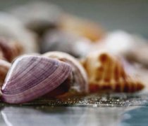 【河蚌怎么吃】河蚌的營養(yǎng)價值_河蚌的做法大全