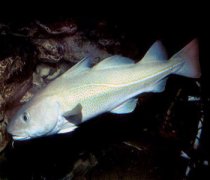 【假鱈魚】假鱈魚是什么_食用假鱈魚的危害