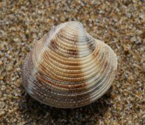 【蛤蜊的營養(yǎng)價值】蛤蜊的做法_蛤蜊的功效與作用