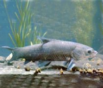 【青魚的營養(yǎng)價(jià)值】青魚怎么做好吃_青魚的做法大全