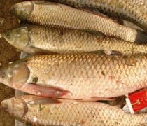 【青魚是什么魚】青魚的家常做法_青魚和草魚的區(qū)別