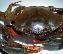 【青蟹的營(yíng)養(yǎng)價(jià)值】青蟹怎么做好吃_青蟹適合哪些人吃