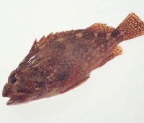 【小石斑魚的做法】小石斑魚的營養(yǎng)_小石斑魚怎么選