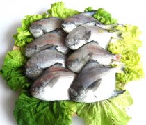 【鯧魚價(jià)格】鯧魚的做法_鯧魚的