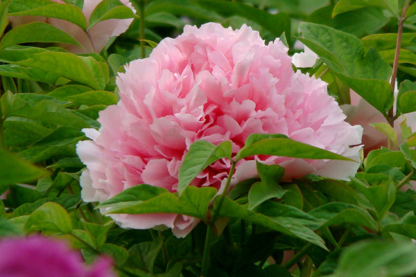 牡丹花春天開(kāi)放嗎