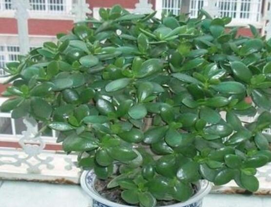 燕子掌能放在室內(nèi)養(yǎng)嗎，能/吸收有害氣體、釋放氧氣(身體健康)