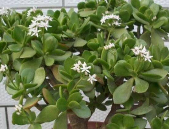 玉樹冬天怎么養(yǎng)，教你六個(gè)方法安然過(guò)冬