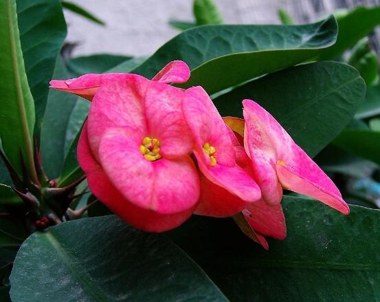 養(yǎng)虎刺梅不吉利嗎，導致全家霉運不斷、影響身體健康