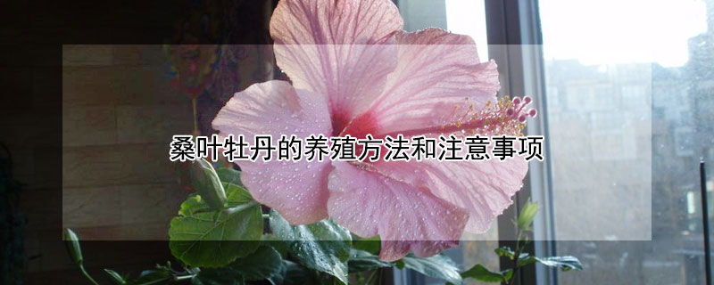 桑葉牡丹的養(yǎng)殖方法和注意事項