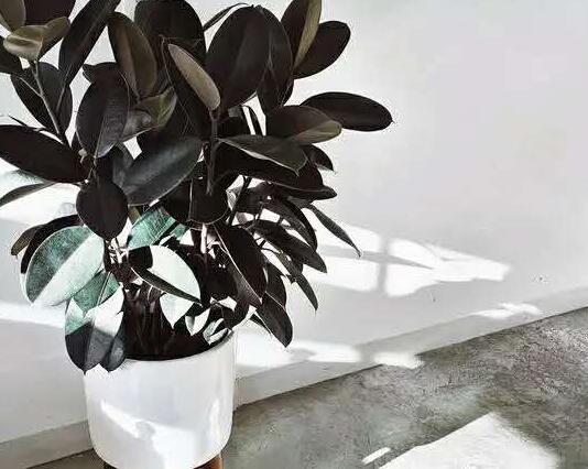 橡皮樹怎么摘心，手把手教你橡皮樹的摘心方法