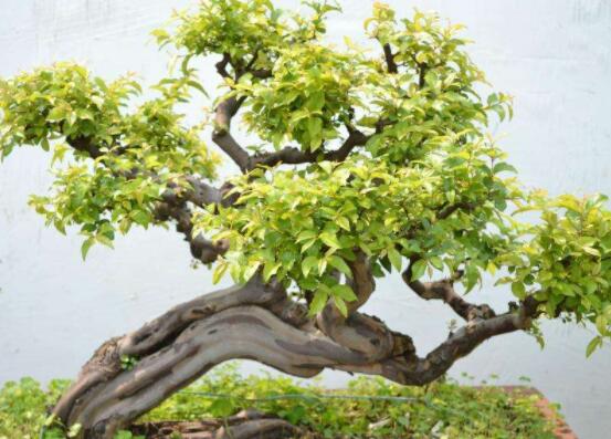 九里香盆景的養(yǎng)殖方法，做好七個(gè)基本養(yǎng)殖要點(diǎn)滿盆花香