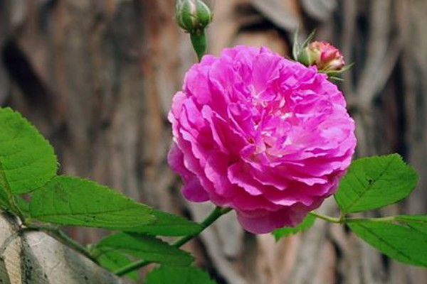 薔薇什么時(shí)候換盆