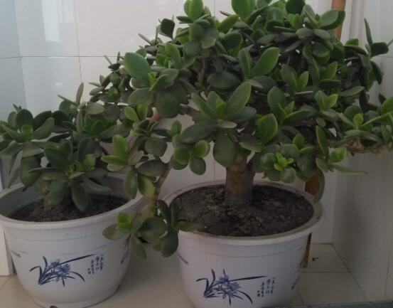 植物燕子掌有毒嗎，無毒與有毒需待進(jìn)一步科學(xué)考證(證據(jù)不足)