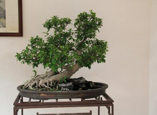 榕樹葉子發(fā)黃怎么辦，榕樹葉子發(fā)黃解決辦法