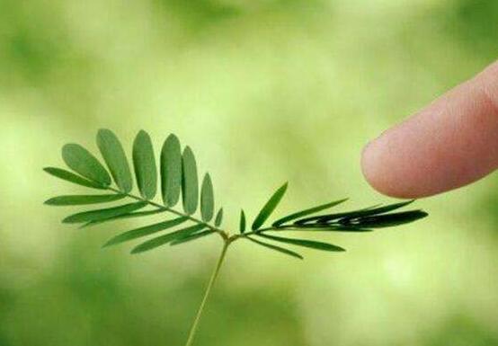 含羞草對人體有害嗎，微毒無害/美化家居、凈化空氣