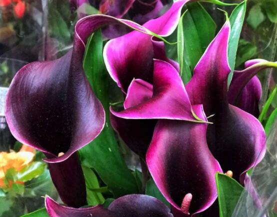 紅色馬蹄蓮花語，圣潔虔誠、永結同心、吉祥如意