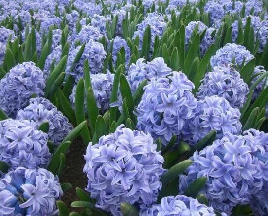 風信子葉子太長立不住是怎么回事，教你常見三種原因以及解決方法