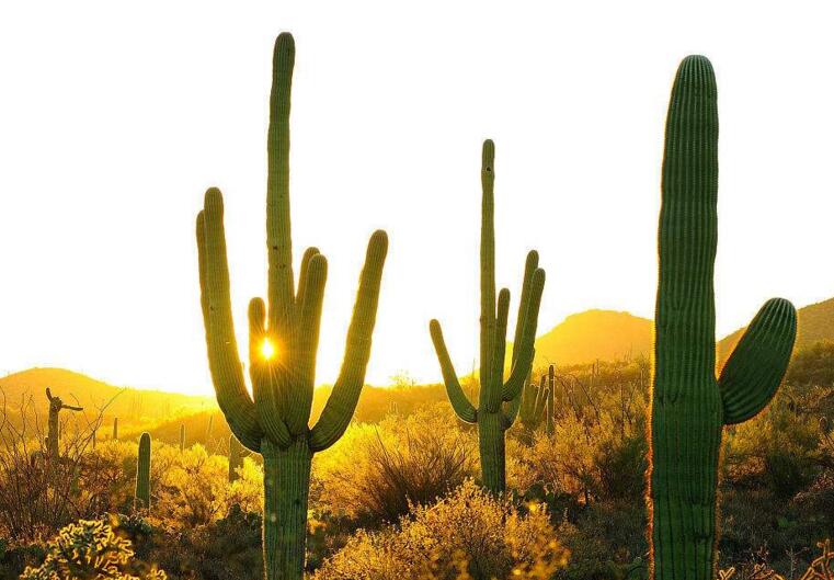 仙人球長小球要修剪嗎，最好把這些小球進(jìn)行移栽