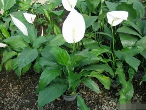 一帆風(fēng)順花期，大多數(shù)在5-8月開花(一年四季均可開花)