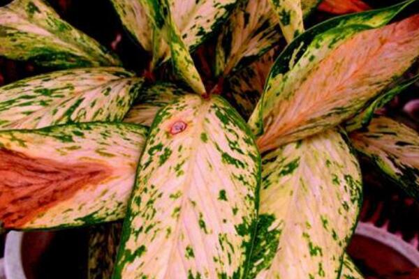 粉色花葉萬年青有毒嗎，家中有小孩子不建議養(yǎng)殖