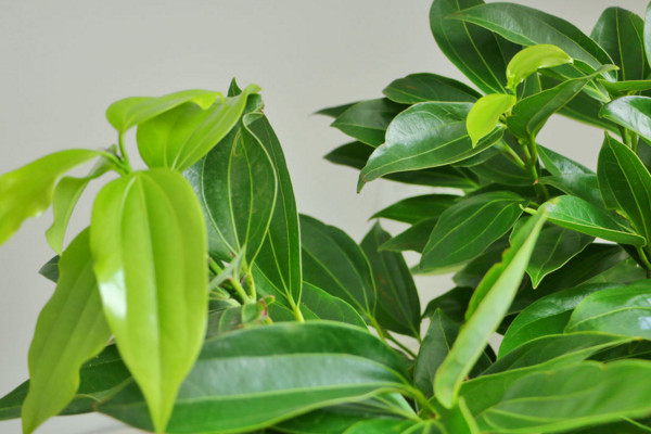 平安樹葉子耷拉怎么辦，適當(dāng)補(bǔ)充光照增施氮肥