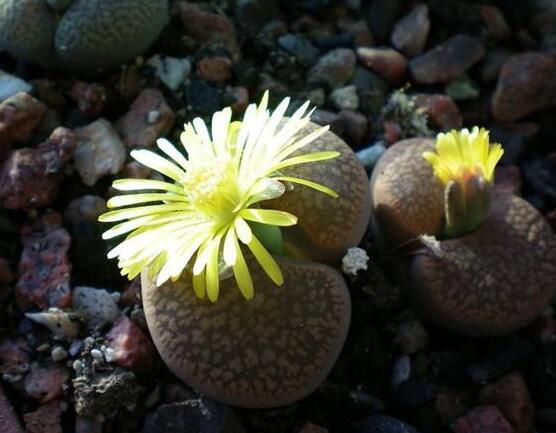 生石花移植方法，做好六點(diǎn)基本步驟成功率百分百