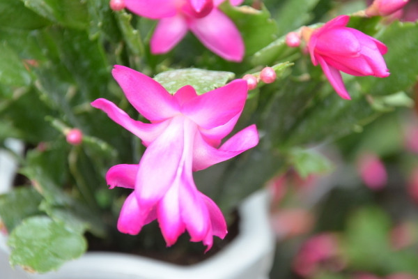 蟹爪蘭的花期多長時(shí)間