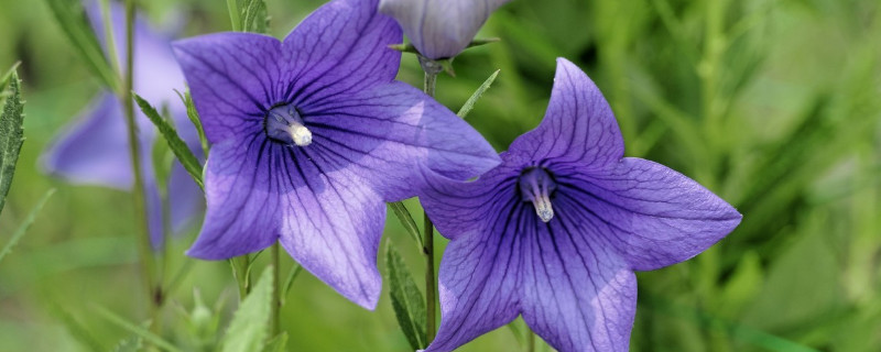 牽?；绲酿B(yǎng)護方法