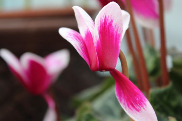 仙客來(lái)的繁殖方法，播種繁殖/切莖繁殖/組織繁殖