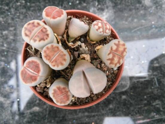 生石花家庭養(yǎng)護(hù)，老農(nóng)總結(jié)最實(shí)用五大要點(diǎn)