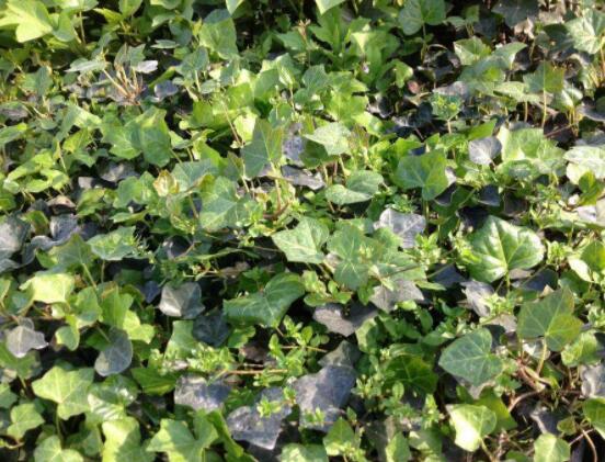 常春藤葉子干枯怎么辦，做好這五點(diǎn)即可恢復(fù)生機(jī)