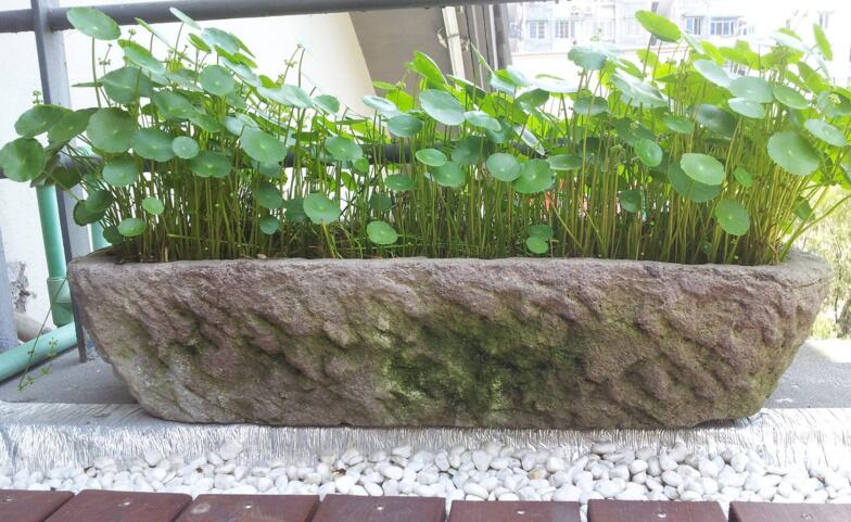 銅錢草怎么種，銅錢草土養(yǎng)的方法步驟