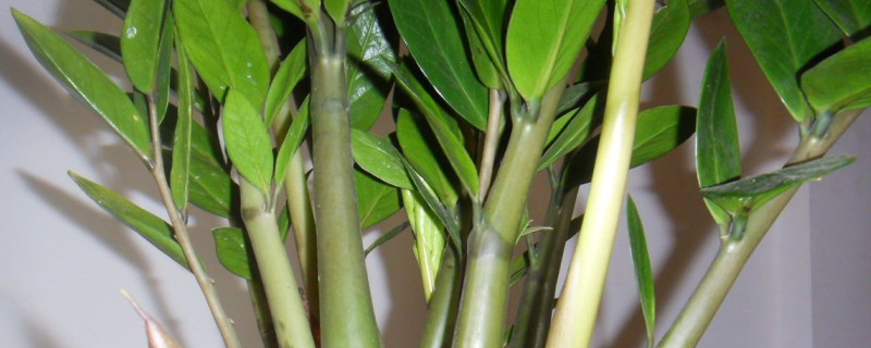 金錢(qián)樹(shù)夏天幾天澆一次水