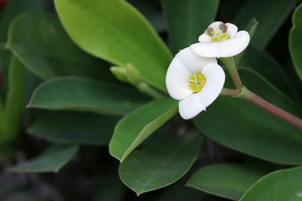 虎刺梅開花為何不紅了，可能是光照不足導(dǎo)致