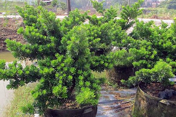 十大羅漢松品種，羅漢松常見(jiàn)品種介紹