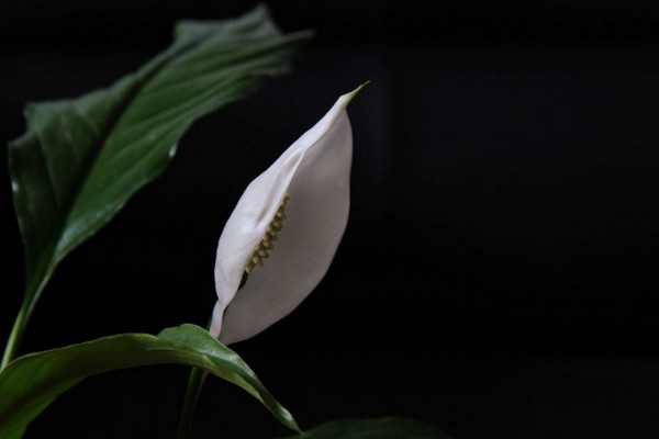 一帆風(fēng)順的葉子尖干枯怎么辦，可更換盆土或進(jìn)行通風(fēng)