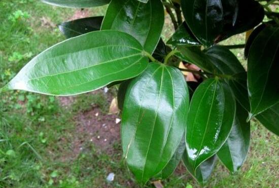 平安樹葉子耷拉怎么辦，三種原因以及解決辦法