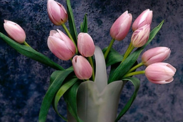 郁金香春節(jié)開花嗎