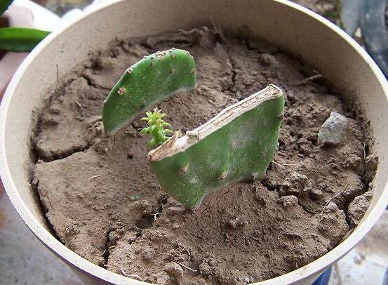 仙人掌的繁殖方法，扦插繁殖簡(jiǎn)單/存活率高(合適推薦)