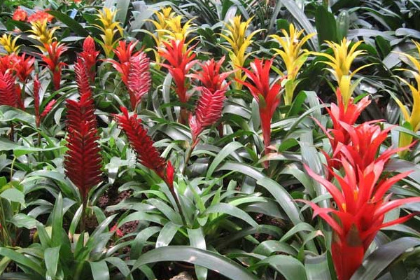 鴻運(yùn)當(dāng)頭夏季怎樣養(yǎng)護(hù)