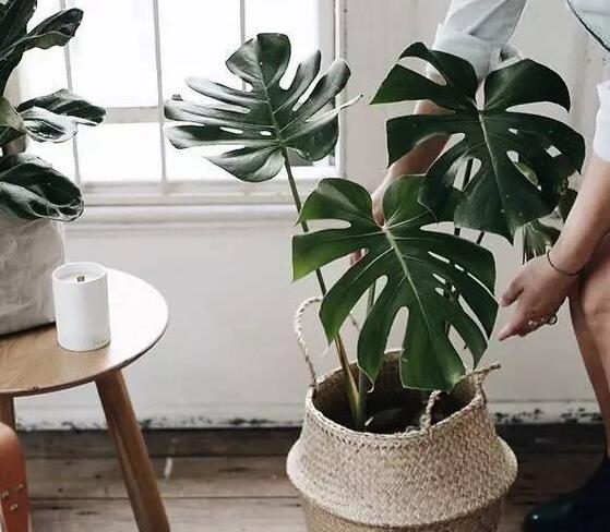 龜背竹葉子黃了怎么辦，要從土壤和澆水等4方面入手解決