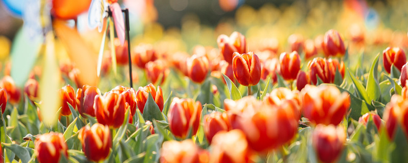 郁金香會不會復(fù)花