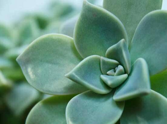 寶石花怎么澆水，不同季節(jié)不同澆水量(控水為主)