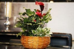 馬蹄蓮花怎么養(yǎng)，不容錯(cuò)過的5大要點(diǎn)