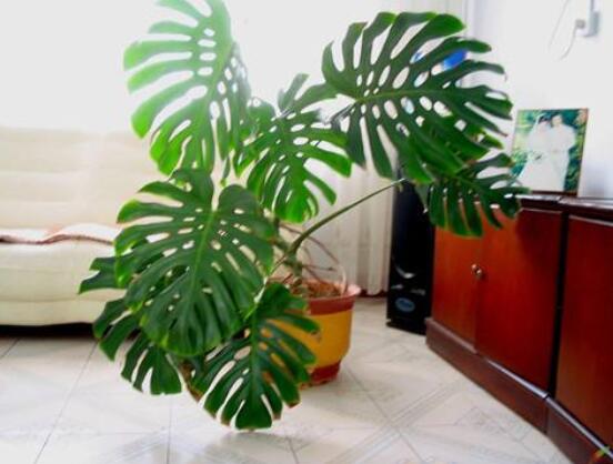 龜背竹的修剪方法圖解，主要以整株、枝頂、整修修剪為主