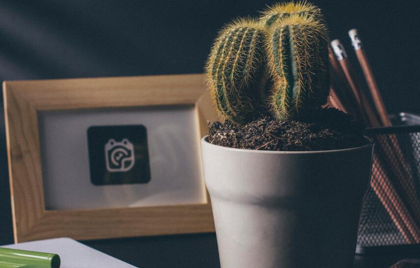 仙人掌的用途，電腦工作者的福音