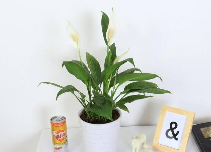 一帆風(fēng)順用什么營養(yǎng)液，濃縮型營養(yǎng)液（發(fā)芽多發(fā)枝快）