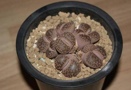 生石花怎么繁殖，最常用兩種繁殖方法(播種與分株)